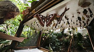 Italie : un musée recrée une forêt de papillons de la Tanzanie