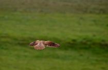 A kestrel flies over countryside near Salisbury, England. The birds are being monitored as a species of conservation concern.