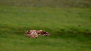 A kestrel flies over countryside near Salisbury, England. The birds are being monitored as a species of conservation concern.