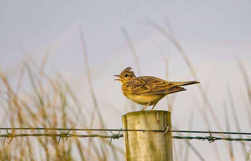 A skylark mid-song: the species is under threat from changing farming practices.