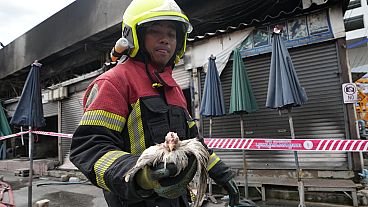 منقذ تايلاندي يحمل دجاجة نجت من حريق في سوق تشاتوتشاك في بانكوك، تايلاند، 11 يونيو 2024.