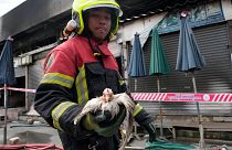 Um socorrista tailandês transporta uma galinha que sobreviveu a um incêndio no mercado de fim de semana de Chatuchak, em Banguecoque, Tailândia, a 11 de junho de 2024. 