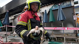 Ein thailändischer Retter trägt ein Huhn, das ein Feuer auf dem Chatuchak-Wochenendmarkt in Bangkok, Thailand, überlebt hat, 11. Juni 2024. 