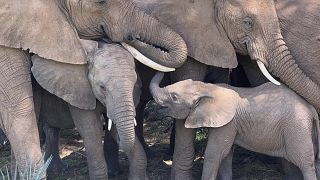 New study finds African elephants call each other by unique names