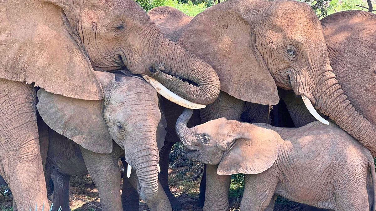 En esta foto sin fecha, una familia de elefantes africanos consuela a una cría en la Reserva Nacional de Samburu, Kenia. 