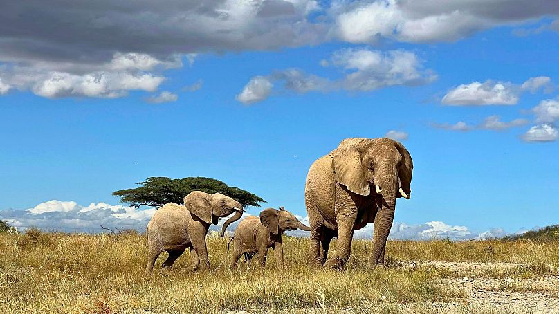 En esta fotografía sin fecha, una elefante africana matriarca aleja a su cría del peligro en el norte de Kenia.
