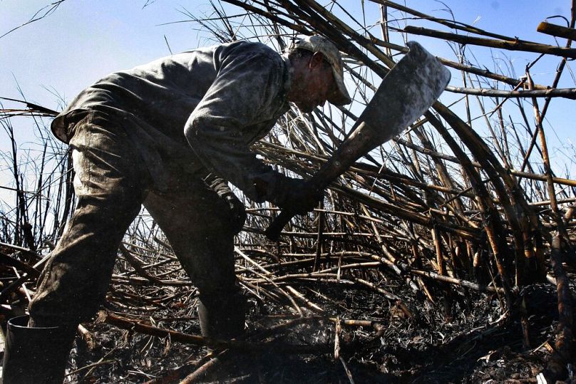 A Honduran migratory farm worker cuts sugar cane during the harvest in Armenia, some 40 kilometres west of San Salvador, November 2007
