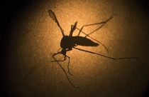 A dengue-lázat is terjesztő aedes aegypti szúnyog mikroszkóp alatt