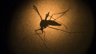 A dengue-lázat is terjesztő aedes aegypti szúnyog mikroszkóp alatt