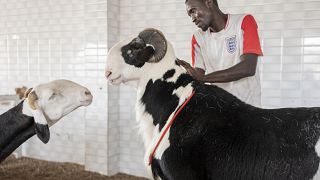 Senegal's fanciest sheep are destined not for slaughter, but for lives of luxury