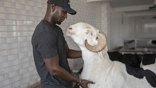 Sénégal : le mouton ladoum à l'honneur à l'approche de l'Aïd Al-Adha