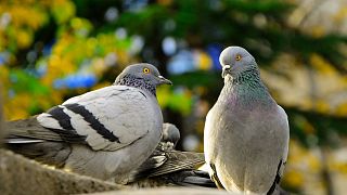 Lassée de sa population de pigeons, la ville allemande de Limburg an der Lahn a recours à des mesures létales.