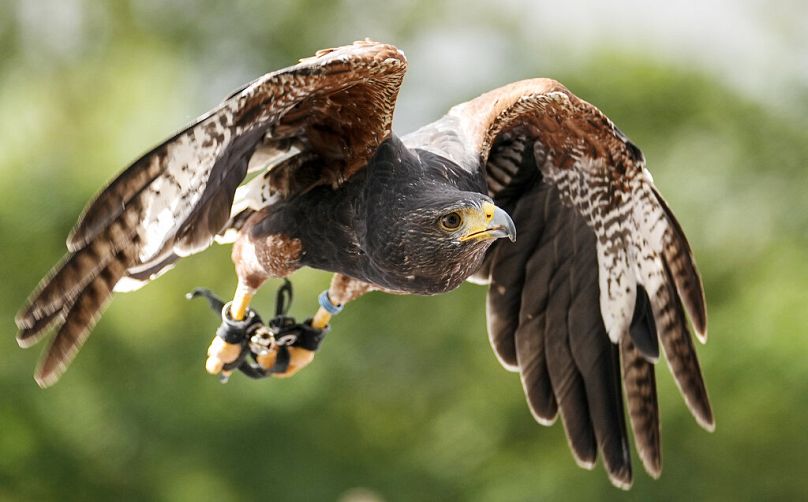 Un faucon vole vers son fauconnier lors d'une foire de chasse à Dortmund, en Allemagne,