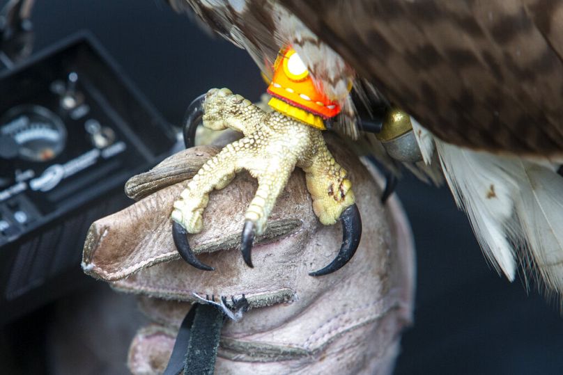 Les serres d'un faucon posé sur le gant de son fauconnier