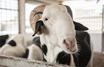 Abba, a Ladoum sheep, at the sheepfold Baye Cheikh in Mbao, 30 km east of Dakar