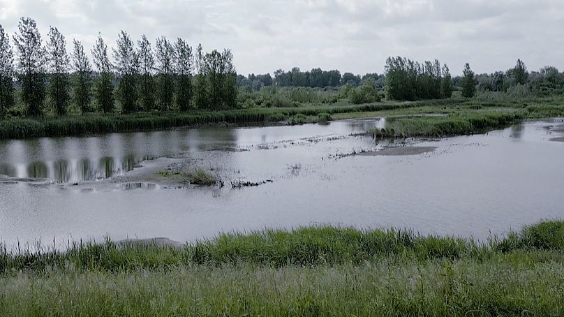 The mud flats and marshes along the Scheldt River store carbon, filter the water and introduce oxygen and essential minerals into the river ecosystem.