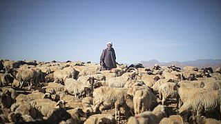 Morocco: Drought keeps sheep out of reach ahead of Eid