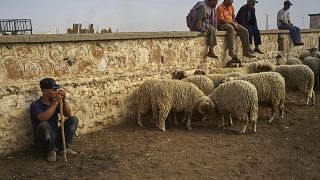 Maroc : la sècheresse fait grimper le prix des moutons à l'Aïd Al-Adha