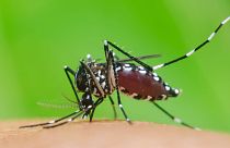 El mosquito tigre transmite el dengue a los humanos al picarnos la piel.