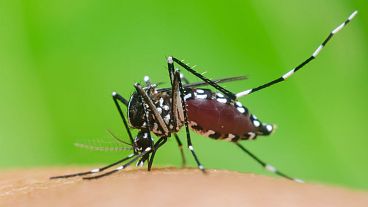 Tiger mosquitoes spread dengue fever to humans by biting our skin.