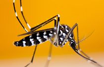 Dengue fever cases have been on the rise in Europe, brought by mosquitoes travelling further with climate change.