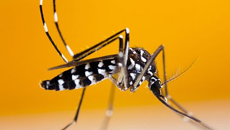 Dengue fever cases have been on the rise in Europe, brought by mosquitoes travelling further with climate change.