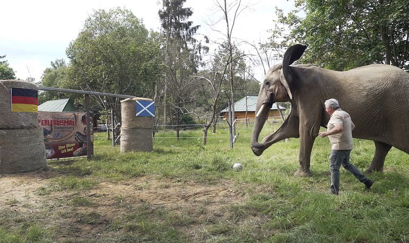 L'éléphant Bubi tire un pénalty à Starkenberg, en Allemagne, le jeudi 13 juin 2024.