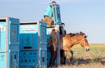 Przewalski's horses being released in Kazakhstan.