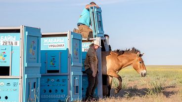 Suelta de los caballos de Przewalski en Kazajstán.