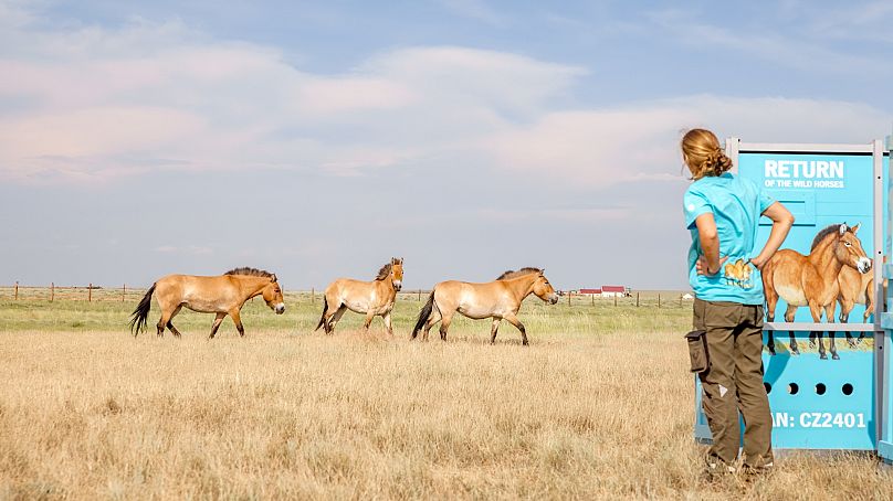 A researcher watches the horses get settled in their new home. 