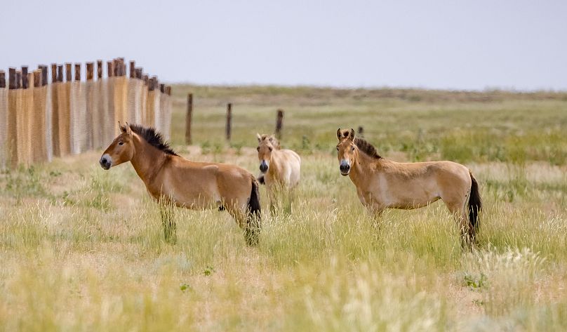 Фото Пражского зоопарка: семь выпущенных в Казахстане лошадей Пржевальского акклиматизируются в новой среде, май 2024 г.