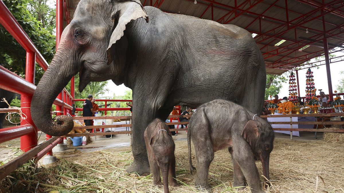 Eine 30-jährige Elefantin hat in der Nacht des 7. Juni in der Stadt Ayutthaya in der Zentralregion Thailands Zwillingsbabys zur Welt gebracht. 
