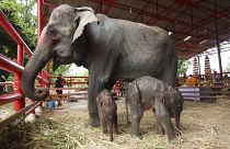 Eine 30-jährige Elefantin hat in der Nacht des 7. Juni in der Stadt Ayutthaya in der Zentralregion Thailands Zwillingsbabys zur Welt gebracht. 