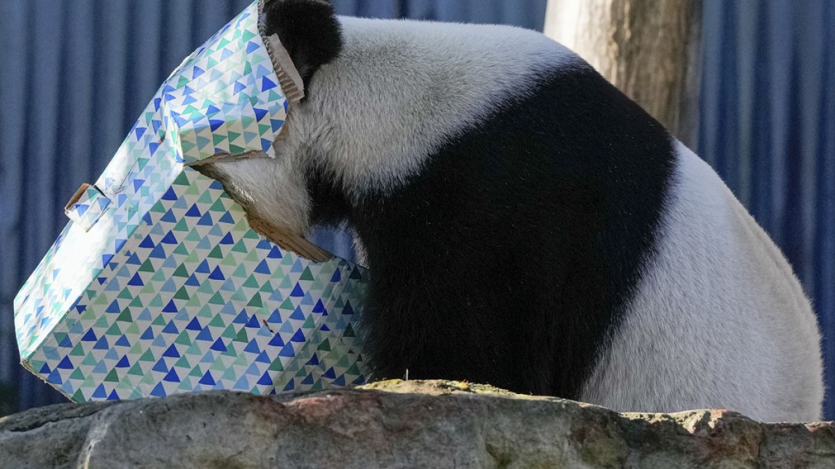 No Comment. Le premier ministre chinois chez les pandas géants prêtés par la Chine à l'Australie