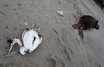 Ένα νεκρό θαλασσοπούλι ξαπλώνει δίπλα σε ένα νεκρό θαλάσσιο λιοντάρι στην παραλία, 2023.