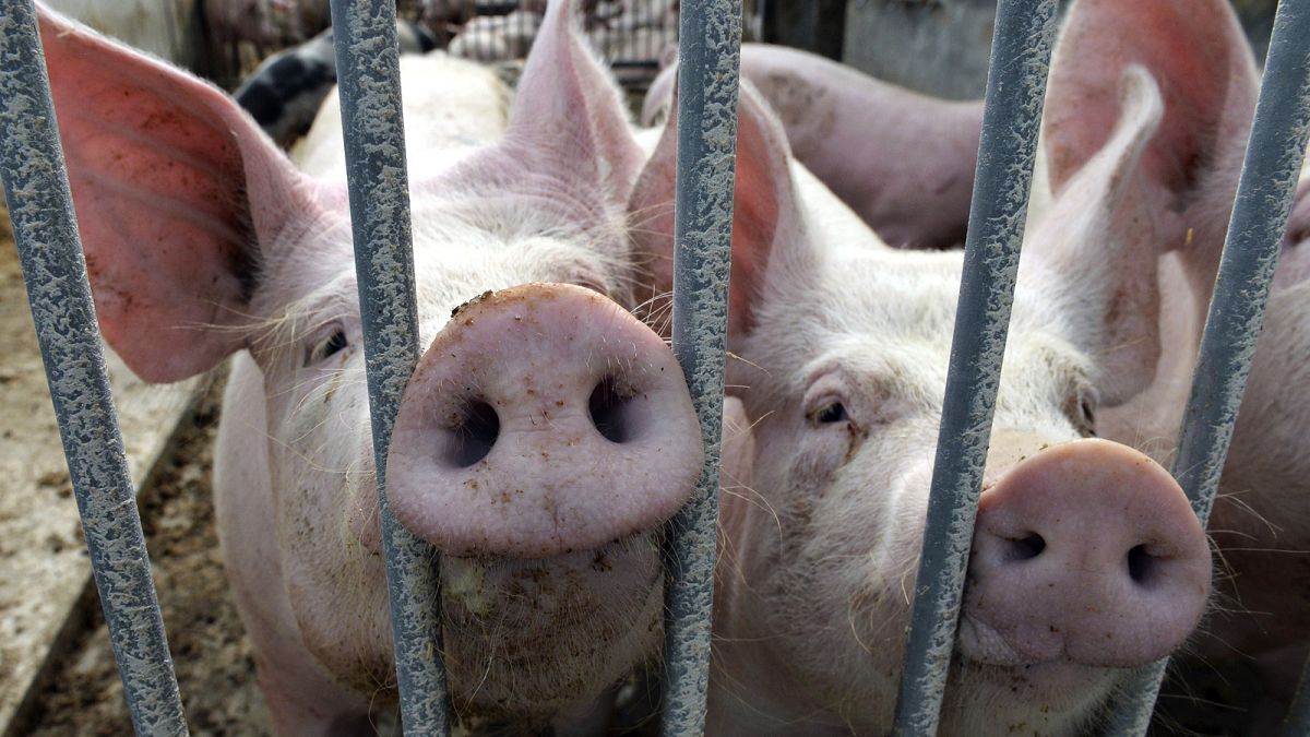China está investigando los productos porcinos procedentes de la Unión Europea.