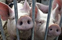 China untersucht Schweinefleischprodukte aus der Europäischen Union.