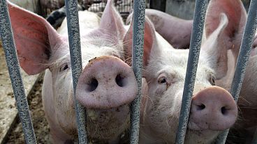 China está investigando los productos porcinos procedentes de la Unión Europea.