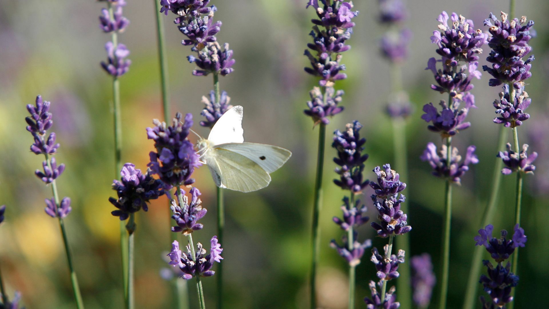 ‘A momentous day for nature’: EU approves first-of-its-kind law that ...