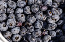A bucket of blueberries is seen at Blueberry Bottom Farm in Brighton, Iowa, on Saturday, July 22, 2023. 