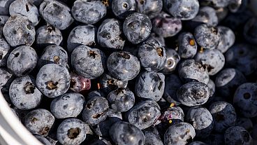 A bucket of blueberries is seen at Blueberry Bottom Farm in Brighton, Iowa, on Saturday, July 22, 2023. 