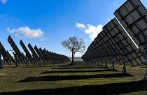 A tree is surrounded by solar panels in Los Arcos, Navarra Province, northern Spain, February 2023. 