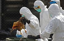 عمال صحيون يرتدون ملابس وقائية كاملة يلتقطون دجاجة ميتة بعد اختناقها