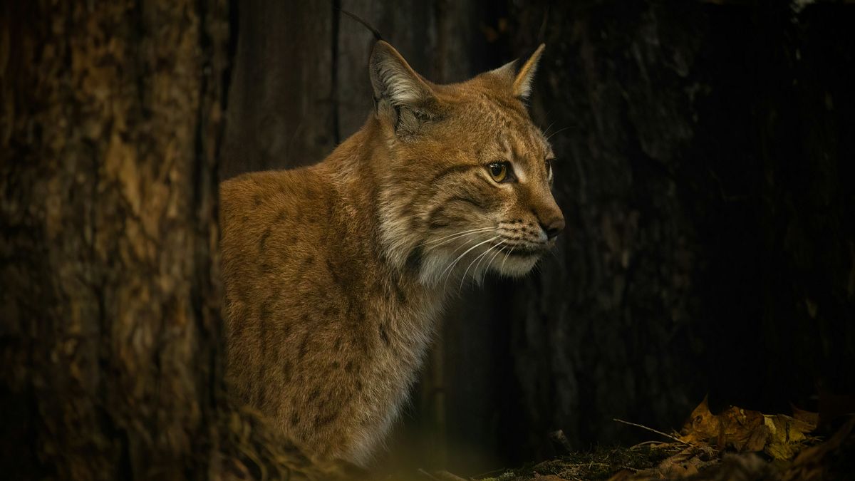 ‘Greatest recovery of a cat species ever achieved’: Iberian Lynx is no longer on brink of extinction thumbnail