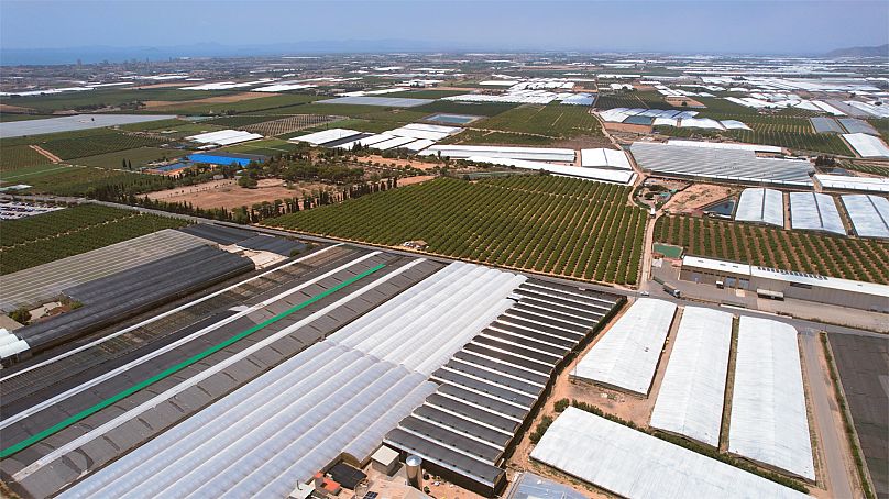 The land around the Mar Menor is used to grow vegetables in greenhouses, much of the fertiliser used for the crops ends up draining into the lagoon.