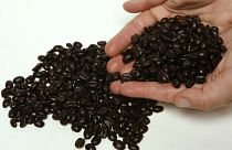 حبوب القهوة بعد التحميص في كاليفورنيا، الولايات المتحدة الأمريكية