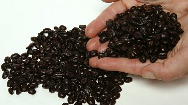 حبوب القهوة بعد التحميص في كاليفورنيا، الولايات المتحدة الأمريكية
