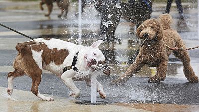 ARCHIVE : Les chiens et leurs maîtres célèbrent l'ouverture saisonnière de la fontaine Whirlpool Centennial lors de la journée des chiens à la fontaine, le 30 avril 2023.
