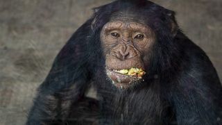 Wild chimpanzees seek out medicinal plants to treat illness - Researchers