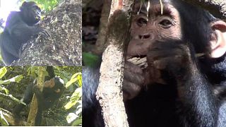شامپانزه‌ها در حال خوددرمانی با گیاهان دارویی